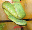 Самец зеленой гадюки (более яркая окраска не связана с полом)