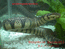 Сиамская ложная анаконда или водяная змея Бокурта (Enhydris bocourti)